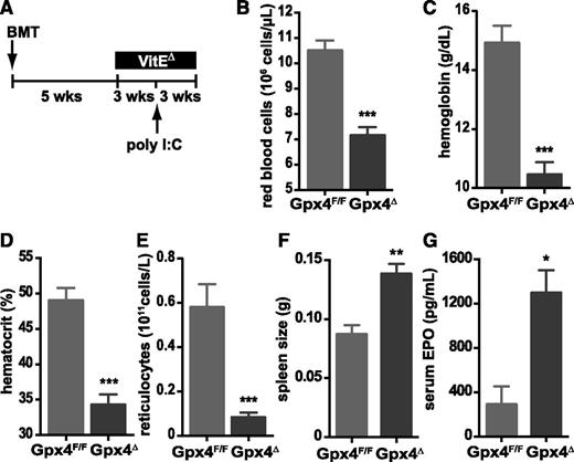 Figure 3. Increased erythropoiesis in Gpx4Δ mice depends on vitamin E. (A) Schematic overview of treatment: bone marrow from Gpx4F/F or Mx1-Cre/Gpx4F/F mice was transplanted (BMT) into wild-type recipients; mice were kept on a vitamin E–depleted diet (VitEΔ) after the recovery; and deletion was induced by poly(I:C). Red blood cell counts (B), hemoglobin levels (C), hematocrit (D), and reticulocyte counts (E). Data are mean ± SE; n ≥ 4. Enlarged spleens (F) and elevated serum EPO levels (G) in transplanted mice. Data are mean ± SE; n ≥ 6. ***P < .001, **P < .01, *P < .05 by Student t test.