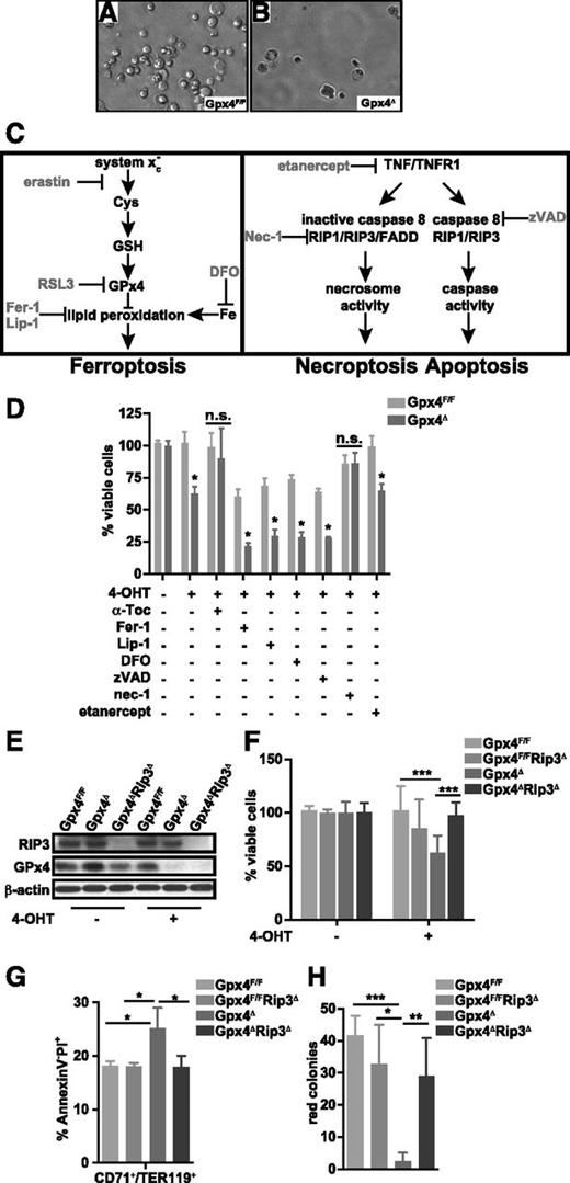 Figure 4. RIP3-dependent necroptosis, but not ferroptosis, causes cell death in Gpx4-deficient erythroid progenitor cells. Erythroid cells were differentiated in vitro from Gpx4F/F and Rosa26-CreERT2/Gpx4F/F bone marrow, and deletion was induced by 4-OHT after 24 hours of culture in the presence of EPO. Microscopic images of in vitro–differentiated erythroid cells from Gpx4F/F (A) and Rosa26-CreERT2/Gpx4F/F (Gpx4Δ) (B) bone marrow 48 hours after the induction of deletion with tamoxifen. (C) Schematic illustration of programmed cell death pathways. Ferroptosis (left) is triggered by an iron-dependent accumulation of lethal ROS and lipid peroxides in cells, which can be inhibited via iron (Fe) chelators such as DFO. Ferroptosis can be induced by erastin, which inhibits cellular cysteine (Cys) uptake and thus limits the production of intracellular GSH, or by Ras synthetic lethality molecule 3 (RSL3) via inhibition of Gpx4, leading to increased lipid peroxidation and ROS accumulation. Fer-1 and Lip-1 inhibit ferroptosis via inhibiting the lipid peroxidation. Apoptosis and necroptosis (right) are mainly regulated via TNFR1 signaling. Upon TNF binding, TNFR1 undergoes a conformational change, activating 2 possible cell death execution mechanisms: caspase-dependent or caspase-independent. Normally, caspase 8 triggers apoptosis by activating the classical caspase cascade. It also cleaves, and hence inactivates, RIP1 and RIP3. If caspase 8 is inhibited (eg, via zVAD), phosphorylated RIP1 and RIP3 engage the effector mechanisms of necroptosis. (D) Percentage of viable in vitro–differentiated erythroid cells counted via trypan blue exclusion 48 hours after the induction of deletion in the presence of α-tocopherol (the most prominent member of the vitamin E family), the ferroptosis inhibitors Fer-1 and Lip-1, the iron chelator DFO, the pan-caspase inhibitor zVAD, the RIP1 kinase inhibitor nec-1, or recombinant soluble TNFR2 (etanercept). Data are mean ± SE; n ≥ 6; *P < .05 by Student t test. (E) Absence of Gpx4 and RIP3 is verified by immunoblot analysis. (F) Percentage of viable in vitro–differentiated erythroid cells from Gpx4F/F, Rip3−/− (Gpx4F/FRip3Δ), Rosa26-CreERT2/Gpx4F/F (Gpx4Δ), and Rip3−/−/Rosa26-CreERT2/Gpx4F/F (Gpx4ΔRip3Δ) 48 hours after the induction of deletion. Data are mean ± SE; n ≥ 8; ***P < .001 by ANOVA/Bonferroni. (G) Flow cytometry analysis of in vitro–cultured erythroid cells 36 hours after the 4-OHT treatment to analyze necrotic cells (AnnexinV−PI+). Data are mean ± SE; n ≥ 4; *P < .05 by ANOVA/Bonferroni. (H) Deletion of Rip3 significantly improved the formation of erythroid o-dianisidine–positive Gpx4Δ colonies, similar to α-Toc supplementation. Data are mean ± SE; n ≥ 3; *P < .05, **P < .01, ***P < .001 by ANOVA/Bonferroni. ANOVA, analysis of variance.