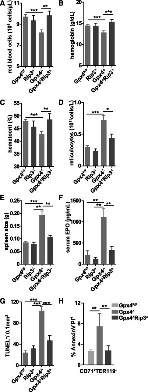 Figure 5. Genetic deletion of Rip3 normalizes red cell parameters and rescues anemia. Normalization of red blood cell counts (A), hemoglobin levels (B), and hematocrit (C), and reduction of reticulocyte numbers (D). Enlarged spleens (E) and elevated serum EPO levels (F) in Gpx4Δ mice are normalized upon deletion of Rip3. Data are mean ± SE; n ≥ 9. (G) Quantification of TUNEL+ cells in spleen sections. (H) Flow cytometry analysis of AnnexinV−PI+ erythroid progenitor cells in the spleen. Data are mean ± SE; n ≥ 4. *P < .05, **P < .01, ***P < .001 by ANOVA/Bonferroni.
