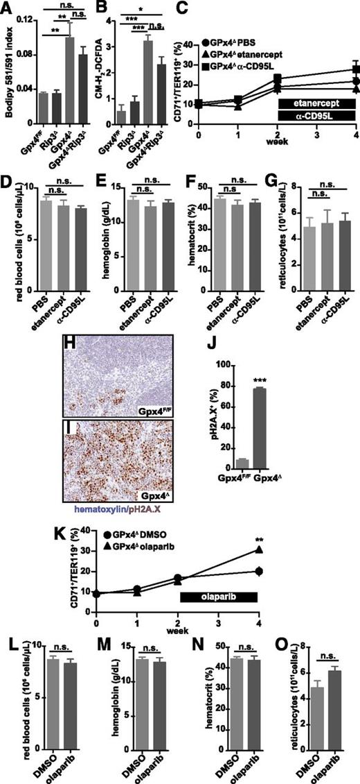 Figure 6. Necroptosis in Gpx4Δ mice is triggered independently of TNFR or CD95 engagement and PARP activation. Lipid peroxidation (A) and ROS accumulation (B) in peripheral blood erythroid cells (TER119+) are not significantly affected upon Rip3 deletion. Data are mean ± SE; n ≥ 4; *P < .05, **P < .01, ***P < .001 by ANOVA/Bonferroni. The number of peripheral CD71+/TER119+ cells remains unaffected (C), and there is no change in red blood cell counts (D), hemoglobin levels (E), hematocrit (F), and reticulocyte counts (G) in Gpx4Δ mice when treated with etanercept (5 mg/kg) or anti-CD95L neutralizing antibody (50 μg) for 2 weeks. Data are mean ± SE; n ≥ 5. Immunohistochemistry of phospho-H2Ax (pH2Ax) and nuclear counterstain hematoxylin in the spleen (H-I) and the quantification of phospho-H2Ax+ foci (J). Image acquisition was performed using a Zeiss Axio Imager M2 with a 20×/0.5 EC Plan Neofluar objective (magnification ×200). Data are mean ± SE; n ≥ 3; ***P < .001 by Student t test. The number of peripheral CD71+/TER119+ cells remains unaffected (K), and there is no change in red blood cell counts (L), hemoglobin levels (M), hematocrit (N), and reticulocyte counts (O) in Gpx4Δ mice when treated with the PARP inhibitor olaparib (5 mg/kg) for 2 weeks. Data are mean ± SE; n ≥ 5. DMSO, dimethylsulfoxide; PBS, phosphate-buffered saline.