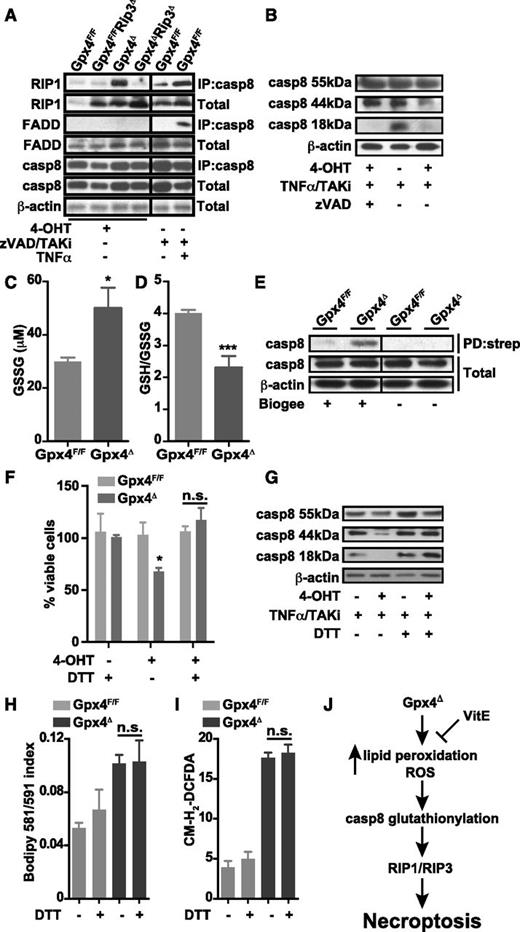 Figure 7. Caspase 8 is inactivated in Gpx4-deficient cells. (A) Immunoprecipitation of caspase 8 (IP:casp8) and immunoblot analysis of RIP1 and FADD in in vitro erythroid cultures treated with 4-OHT for 36 hours. Classical activation of necroptosis using zVAD/TAKi/TNF-α treatment in wild-type in vitro–cultured erythroid cells shows a strong interaction of caspase 8 with RIP1 and FADD upon 2 hours of stimulation. (B) Cleavage of caspase 8 (casp8) is blocked in in vitro–cultured Gpx4Δ erythroid cells 36 hours after 4-OHT treatment, determined by immunoblot of caspase 8 when stimulated 2 hours with TNF-α in the presence of the TAK1 inhibitor 5Z-7- oxozeaenol (TAKi), whereas zVAD treatment completely inhibits caspase 8 cleavage. Concentration of GSSG (C) and the GSH/GSSG ratio (D) in peripheral blood cells of Gpx4Δ mice and control littermates. (E) Detection of glutathionylated caspase 8 in peripheral CD71+/TER119+ cells from Gpx4Δ mice. Cells were loaded with BioGEE, and immunoblot analysis was performed after immunoprecipitation with streptavidin (PD:strep). Data shown is representative of 4 independently analyzed mice of each genotype. DTT supplementation rescues cell death in erythroid cells (F) and restores caspase 8 cleavage upon TNF-α stimulation (G). DTT treatment does not inhibit lipid peroxidation (H) or ROS accumulation (I) in cultured erythroid cells of either genotype. (J) Our model proposes that in the absence of Gpx4, lipid peroxides and ROS can act as signaling molecules upstream of the necrosome independently of TNFR/FAS signaling. Loss of Gpx4 in the erythroid lineage leads to inactivation of caspase 8 via glutathionylation. ROS and lipid peroxides activate the RIP1/RIP3–containing necrosome and trigger necroptotic cell death. The presence of vitamin E (VitE) can compensate for Gpx4 deficiency.
