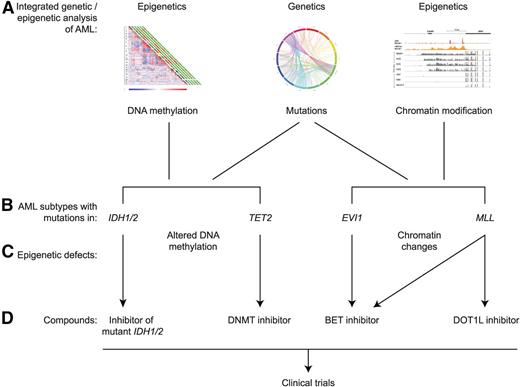 Figure 1. Examples of integrated genetic and epigenetic analysis of human AML leading to potential epigenetic treatment. The integrated analysis of gene mutations, DNA methylation, and histone modifications (A) has revealed multiple AML subtypes with specific mutations in association with specific epigenetic alterations. Four examples are indicated (B). Mutations in IDH1/2 and TET2 result in aberrant patterns of DNA cytosine methylation and hydroxymethylation (C), whereas rearrangements affecting the EVI and MLL loci result in alterations of chromatin marks (C). For each of these 4 examples, certain epigenetic inhibitors have been designed or are predicted to be active, offering the potential to translate these findings to clinical trials in human patients (D). The various inhibitors are discussed in more detail in the text.