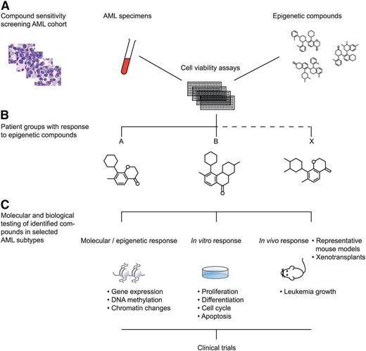 Figure 2. Epigenetic modifier screen for human AML. Numerous compounds and small molecules are currently available that interfere with particular known epigenetic processes. Large-scale titration sensitivity experiments of these molecules in primary AML specimens in vitro can provide compound response signatures of each AML sample (A). Using those assays, AML subtypes may be uncovered that uniformly respond to specific epigenetic compounds (B). The molecular, epigenetic, and biological effects to these AML cells may subsequently be studied in vitro and in vivo (C). The outcomes of such experiments should lead to the translation to clinical trials in human patients (D).