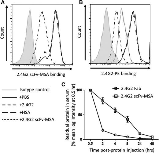 Figure 2. In vitro binding activity of 2.4G2 scFv-MSA for murine FcγRIII/IIB and in vivo pharmacokinetics. (A) RAW264.7 macrophage-like cell line, known to express FcγRIII and FcγRIIB, was stained with 0.11 µM 2.4G2 scFv-MSA (10 µg/mL) in the presence of vehicle control (PBS) or an equimolar amount of 2.4G2 or HSA (as competitive inhibitors). Residual bound 2.4G2 scFv-MSA was detected by anti-His-PE. Data representative of 4 independent experiments. (B) To analyze the ability of 2.4G2 scFv-MSA to inhibit PE-labeled 2.4G2 binding, RAW264.7 cells were stained with 0.013 µM (2 µg/mL) PE-labeled 2.4G2 in the presence of 0.11 µM (10 µg/mL) 2.4G2 scFv-MSA, HSA, 2.4G2, or PBS. Data representative of 5 independent experiments. (C) For in vivo pharmacokinetic analysis, mice were injected with 80 µg 2.4G2 scFv-MSA or ∼200 µg 2.4G2 Fab, and then bled after 0.5, 2, 4, 8, 24, and 48 hours. Serum samples were prepared and used to stain RAW264.7 cells; bound 2.4G2 scFv-MSA was detected by anti-His-PE, and bound 2.4G2 Fab in serum was detected by anti-rat IgG-κ chain-PE. The level of remaining serum protein was expressed as a percentage of mean log intensity at 0.5 hour. n = 6–8, from 3 independent experiments. Data are presented as mean ± standard error of the mean.
