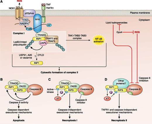 Activation pathways of cell death. (A) Binding of TNF to TNFR1 causes a conformational change and the intracellular assembly of TNFR complex I. TNFR complex I includes TRADD, RIP1, cellular inhibitor of apoptosis proteins (cIAPs), TRAF2, and TRAF5. Ubiquitylation of RIP1 results in recruitment of transforming growth factor-β–activated kinase 1 (TAK1), TAK1-binding protein 2 (TAB2), and TAB3, which initiate the nuclear factor-κB (NF-κB) activation pathway. Riboflavin kinase (RFK) links the TNFR1 death domain to p22phox, a subunit of NADPH oxidase 1 (NOX1), which contributes to TNFα-induced necroptosis by generating ROS. Deubiquitylation of RIP1 results in 2 distinct types of cell death. (B) The internalization of TNFR1 and the cytosolic assembly of TNFR complex II, which often contain TRADD, FADD, caspase 8, RIP1, and RIP3. Caspase 8 triggers apoptosis by activating the classical caspase cascade, and cleaves and inactivates RIP1 and RIP3. (C) When caspase 8 is inhibited, RIP1 and RIP3 become phosphorylated, triggering necroptosis. (D) ROS and lipid hydroperoxides are normally kept in check by Gpx4 but in oxidative conditions may increase and inhibit caspase 8. Loss of caspase 8 activity activates RIP1 and RIP3, resulting in a caspase-independent, TNFR-independent form of necroptosis. CYLD, cylindromatosis (turban tumor syndrome); FAD, flavin adenine nucleotide; FMN, flavin mononucleotide; NADPH, nicotinamide adenine dinucleotide phosphate; P, phosphate; RF, riboflavin; U, ubiquitin; USP, ubiquitin-specific peptidase; X, unidentified kinase. Adapted from Figure 1 of Vandenabeele et al3 with permission. Professional illustration by Patrick Lane, ScEYEnce Studios.