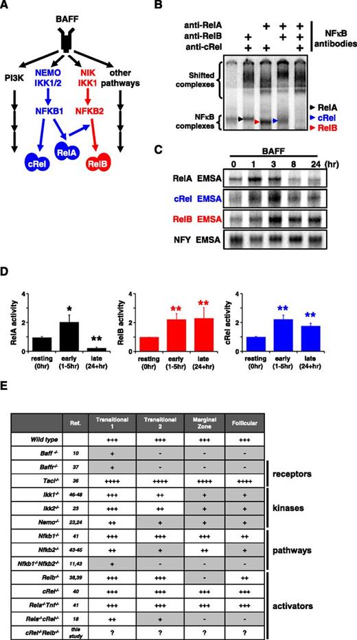 Figure 1. BAFF-R stimulation triggers persistent RelB and cRel activity to control in vitro survival functions. (A) BAFF, which binds TACI and BAFF-R, is a key regulator of peripheral B-cell maintenance. BAFF-R signaling functions occur primarily in an NIK-dependent, noncanonical NF-κB manner, mediated through RelB activity, whereas TACI triggers NEMO-dependent canonical NF-κB. (B) Identification of activated NF-κB species in B cells stimulated with BAFF for 24 hours by supershift analysis. (C) RelA, RelB, and cRel EMSA (see “Materials and methods”) of B cells are used to reveal their respective activity kinetics following BAFF-R perturbation. (D) Quantification of RelA, RelB, and cRel activities of BAFF-stimulated primary B cells derived from EMSA. Naive is resting, unstimulated B cells; early and late activity correspond to activities following 1 to 5 hours and 24+ hours of BAFF stimulation, respectively. Representative of ≥4 experiments. *P < .05; **P < .01. (E) Summary table of known NF-κB–deficient mouse models and the effect on B-cell populations. Gray boxes denote a B-cell developmental defect. +++, cell numbers equate to typical wild-type level; ++++, greater than wild-type; ++, intermediate level; +, low; -, not present. EMSA for panels B-C representative of at least 3 experiments.