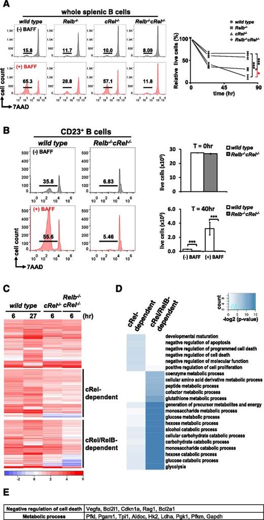 Figure 2. RelB and cRel coordinate together to provide proper BAFF-mediated survival signals in vitro. (A) FACS plots of in vitro survival assay of whole splenic wild-type, Relb−/−, cRel−/−, and Relb−/−cRel−/− B cells stimulated with BAFF ligand for 70 hours. Numbers represent the percentage of live cells (7AAD−) found in culture. Graphical representation of the FACS plots (right), n = 3. (B) FACS plots of in vitro survival assay of FO (CD23+) wild-type and Relb−/−cRel−/− B cells stimulated with BAFF for 40 hours. (C) RNA-seq analysis from BAFF-stimulated CD23+ wild-type, cRel−/−, and Relb−/−cRel−/− B cells at the indicated time points. Genes (517) were upregulated in BAFF-stimulated follicular B cells; 289 of these showed substantial expression defect in B cells lacking both cRel and RelB (middle and bottom panels). Of these, 127 showed expression defects even in the single cRel knockout (middle panel); 162 showed expression defects only in the Relb−/−cRel−/− double knockout (bottom panel). (D) cRel-dependent genes protect cells against cell death. Gene ontology analysis identifies distinct process terms for cRel-dependent vs RelB/cRel-dependent gene clusters. Whereas RelB/cRel-dependent clusters are significantly associated with terms describing metabolic processes, the cRel-dependent cluster shows overrepresentation of negative regulation of cell death/apoptosis. *P < .05; **P < .005; ***P < .001. Also see supplemental Figure 1. (E) List of representative cRel-dependent and RelB/cRel-dependent genes identified as “negative regulators of cell death” and “metabolic process,” respectively, by gene ontology analysis.