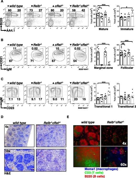 Figure 3. Compound deletion of RelB and cRel results in developmental block at the T1 stage. (A-C) FACS analysis of peripheral B-cell development in whole splenic extracts from wild-type, Relb−/−, cRel−/−, and Relb−/−cRel−/− mice. Identification of mature (B220+AA4.1−) and transitional B cells (B220+AA4.1+). Mature B cells (B220+AA4.1−) are further classified into FO B cells (CD21+IgM+) and mature MZ B cells (CD21highIgM+). Transitional B cells (B220+AA4.1+) are subdivided into T1 B cells (CD23−IgM+) and T2 B cells (CD23+IgM+). Scatter plots are graphical representation of FACS plots: wild-type (●), Relb−/− (▪), cRel−/− (▲), and Relb−/−cRel−/− (▼). (D) Histologic analysis of splenic sections taken from wild-type and Relb−/−cRel−/− mouse using hematoxylin and eosin stain (H&E). (E) In vivo analysis of mature B-cell development in double knockout mouse using immunofluorescence of frozen splenic sections stained with anti-CD3 fluorescein isothiocyanate, anti-B220 allophycocyanin, and anti-MOMA-1 Alexa Fluor 405. *P < .05; **P < .005; ***P < .001. Also see supplemental Figure 2.