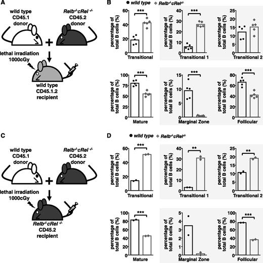 Figure 4. B-cell developmental defect displayed in Relb−/−cRel−/− mouse is B-cell intrinsic. (A and C) Schematic for the generation of CD45.1 wild-type and CD45.2 Relb−/−cRel−/− mixed bone marrow chimeras. Bone marrow stem cells from CD45.1 wild-type and CD45.2 Relb−/−cRel−/− are mixed in a 50:50 ratio and then injected into a lethally irradiated CD45.1.2 wild-type or Relb−/−cRel−/− mouse. (B and D) Graphical plots of percentages of specific subsets relative to total B cells in indicated mixed bone marrow chimeras, as described previously. The gating strategy used in the analysis is depicted in Figure 3. Representative FACS plots see supplemental Figure 3. For panel B, n = 5; for panel D, n = 2. *P < .05; **P < .005; ***P < .001.