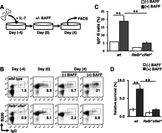 Figure 5. Relb−/−cRel−/− B-cell progenitors fail to respond to BAFF-mediated developmental signal in vitro. (A) Schematic of in vitro B-cell differentiation system. (B) Representative FACS plots of B220 and IgD expression in transitional B cells at the beginning (day 0) and end (day 4) of culture with or without BAFF. (C) Mean frequency of B220+IgD+ (T2-like) B cells following 4 days of culture as described in panel B. Numbers represent frequencies of live B220+ B cells in indicated gates. (D) Survival of in vitro cultured B cells. Live cells were identified by gating out 7AADHi population. Fold survival calculated from initial B-cell population (day 0). For FACS plots, n = 4. wt, wild-type.