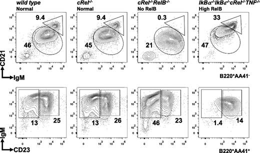 Figure 6. Deregulated NF-κB activity in IκBα−/−IκBε−/−cRel−/−TNF−/− leads to reduction in T1 cells and increased MZ B-cell generation. FACS analysis of peripheral B-cell development in whole splenic extracts from wild-type, cRel−/−, Relb−/−cRel−/−, and IκBα−/−IκBε-/cRel−/− TNF−/− mice. The gating strategy used in the analysis is depicted in Figure 3. Numbers represent percentage of denoted subsets as proportion of total B cells. Representative FACS results of 3 experiments shown.