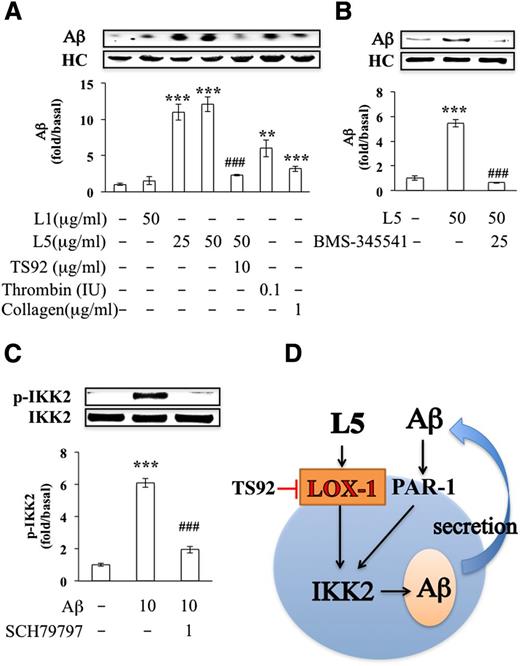 Figure 3. L5-induced secretion of Aβ in human platelets. (A-B) Immunoprecipitation isolation and western blot analysis of Aβ secretion in washed human platelets (1.2 × 109/mL) that were incubated with vehicle (0.1% DMSO), L1 (50 μg/mL), L5 (25 or 50 μg/mL), thrombin (0.1 IU), or collagen (1 μg/mL). Platelets were preincubated with vehicle (0.1% DMSO; first column), TS92 (10 μg/mL), or BMS-345541 (25 μM) before treatment with L5 (50 μg/mL). Quantified results are expressed as the mean ± SD (n = 4); P values were determined by using the Student t test. **P < .01, ***P < .001 vs the vehicle-treated control group; ###P < .001 vs the L5-treated group. (C) Western blot analysis showing the activation (phosphorylation) of IKK2 (ie, p-IKK2) by Aβ in the presence or absence of SCH79797, an antagonist of PAR-1 (1 μM). Results are expressed as the mean ± SD (n = 4); P values were determined by using the Student t test. ***P < .001 vs the PBS-treated control group; ###P < .001 vs the Aβ-treated group. (D) A working model for L5-induced Aβ secretion. Black arrow, stimulation; red line with end bar, inhibition; blue arrow, direction or flow. HC, heavy chain of IgG antibody.