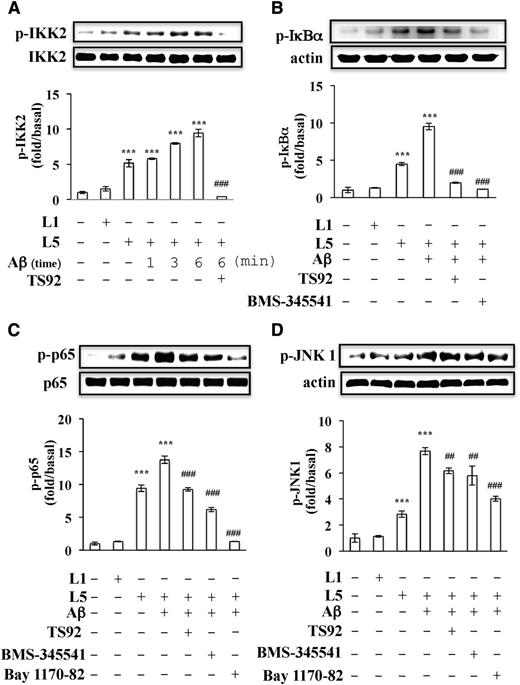Figure 5. Signaling pathways activated by L5 and Aβ in human platelets. Washed human platelets (1 × 109/mL) were preincubated with vehicle (0.1% DMSO), TS92 (10 μg/mL), BMS-345541 (25 μM), or Bay1170-82 (20 μM) before the addition of L5 (25 μg/mL), L1 (50 μg/mL), or Aβ (10 μM). Platelets were incubated with Aβ for 6 minutes unless otherwise indicated. Western blot analyses of (A) IKK2 phosphorylation (p-IKK2), (B) IκBα phosphorylation (p-IκBα), (C) p65 phosphorylation (p-p65), and (D) JNK1 phosphorylation (p-JNK1). Results are expressed as the mean ± SD (n = 4); P values were determined by using the Student t test. ***P < .001 vs the vehicle-treated control group; ##P < .01, ###P < .001 vs the L5+Aβ-treated group.
