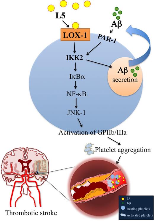 Figure 7. A working model for L5-potentiated platelet activation induced by Aβ. Black arrow, stimulation; red line with end bar, inhibition; blue arrow, direction or flow.