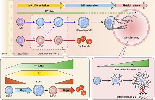 Figure 1. A revised model in mouse and human assumes preferential MK lineage commitment and differentiation through a pathway beginning from HSC and passing MK-P in the presence of TPO/Mpl signaling.23,23 In contrast, ME-Ps likely contribute to erythrocyte production.25 During megakaryopoiesis and erythropoiesis, TPO/Mpl signaling controls expression of the transcriptional factors Friend leukemia virus integration 1 (FLI1) and Kruppel-like factor 1 (KLF1), downstream of c-Mpl, which in turn regulates the individual blood cell types.25 On the other hand, a recent new mechanism of platelet release from MKs by IL-1α and TPO demonstrated that an excess of TPO during platelet biogenesis appears to inhibit platelet release.49