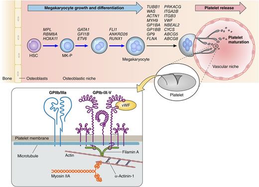 Figure 2. Schematic illustration of MK lineage commitment, growth and differentiation, and maturation and platelet release. Causative genes involved in congenital thrombocytopenias are listed as well as in supplemental Table 1. The upper illustration depicts the “genes” in individual developmental stages related to thrombocytopenia in humans. The lower illustration shows the membrane glycoproteins and cytoskeletal structure components within platelets. For example, the physical linkage of the GPIb–filamin A–actin cytoskeleton is responsible for both platelet biogenesis and morphology. Macrothrombocytopenia induced by activating mutations of GPIIb/IIIa (integrin αIIbβ3) is probably caused by myosin IIA–dependent cascade.