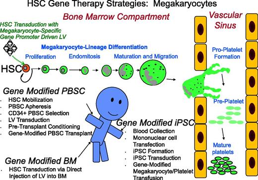 Figure 1. Promising strategies for megakaryocyte gene transfer. Displayed is a schematic diagram that summarizes 3 strategies currently being examined for megakaryocyte modification including: transplantation of cytokine-mobilized CD34+ PBSCs transduced with a lentiviral vector; direct injection of lentiviral vector into the bone marrow space to transduce HSCs; and lentiviral vector transduction of iPSCs dedifferentiated from peripheral blood mononuclear cells followed by transfusion of genetically altered platelets into the patient. Although each method focuses on modification of the HSCs with a lentiviral vector under the transcriptional control of a megakaryocyte-specific gene promoter, there is significant contrast in procuring the HSC target cell as well as different strategies for accomplishing megakaryocyte manipulation. HSC differentiation along the megakaryocyte lineage is depicted by stage from HSCs within the bone marrow to formation of proplatelets, preplatelets, and finally mature platelets within the vascular space. The cartoon person illustrates the routes of collection and transfusion of genetically modified cells and a potential point of injection for LV within the bone marrow space. PBSCs are all HSCs. BM, bone marrow; LV, lentivector.