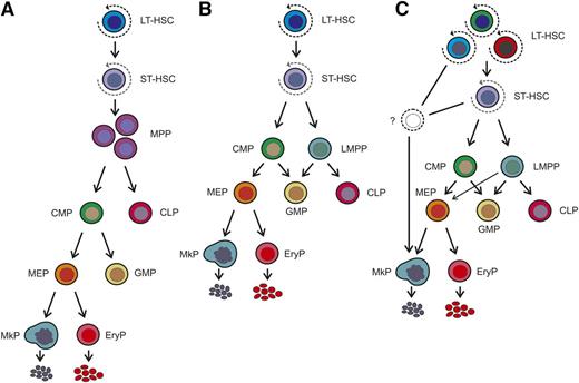 Figure 1. Models of the hematopoietic hierarchy. (A) Classical model of the hematopoietic hierarchy with a strict separation between the myeloid and lymphoid branches as the first step in lineage commitment downstream of the hematopoietic stem cell. (B) Alternative model as proposed by Adolfsson et al,32 incorporating the identification of LMPPs. The relationship between the LMPP and the CMP has not yet been resolved, but they are placed at similar positions in the hierarchy based on their lineage potential. (C) Recently proposed model, in which immunophenotypically defined HSC populations or their immediate committed progeny have restricted megakaryocytic potential. In this model, there is heterogeneity within the HSC population with respect to lineage potential, including a megakaryocyte-biased HSC that directly gives rise to megakaryocyte progenitors and bypasses classical intermediate commitment stages, including the CMP and MEP. Note: Nearly all of the studies described were performed in mice, and therefore the model shown should be considered to apply only to the murine hematopoietic system at this time. EryP, erythroid progenitor.