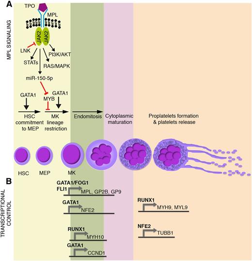 Figure 1. Main molecular mechanisms affected in malignant megakaryopoiesis and platelet function defects. Schematic representation of (A) TPO/MPL signaling pathway together with (B) the most relevant transcriptional regulators of megakaryocyte commitment, differentiation, and maturation. GP2B (CD41) is a component of the GPIIb-IIIa glycoprotein complex. GP9 (CD42a), GP1BA (CD42b), and GP1BB (CD42c) are components of the GPIb-IX-V glycoprotein complex. HSC, hematopoietic stem cell; MEP, megakaryocyte-erythroid progenitor; MK, megakaryocyte.