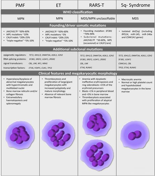 Figure 2. PMF, ET, RARS-T, and 5q- syndrome. The World Health Organization classification, the mutational landscape, and the distinctive clinical and morphologic features for the 4 malignant diseases are described. The schematic representation of megakaryocyte morphology, as a hallmark distinctive of PMF, ET, RARS-T, and 5q- syndrome, is shown at the bottom of the figure.