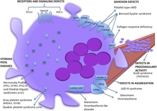 Figure 3. Schematic cartoon representing the proteins mutated in inherited platelet function disorders. Light blue ovoids represent α-granules, dark blue spheres represent δ-granules. LAD-III, leukocyte adhesion deficiency-III syndrome; VWD, von Willebrand disease.