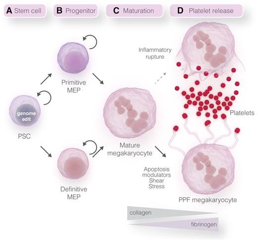 Figure 1. Stepwise model for platelet manufacturing. (A) Self-replicating human PSCs can be genetically manipulated using genome-editing technologies.67 (B) Current PSC-differentiation systems generate primitive MEPs and megakaryocytes,20,21 but recent protocol advancements79 may enable future systems to generate definitive-like MEPs and megakaryocytes. Self-replicating MEPs have been generated using PSCs with inducible systems to regulate the expression level of transgenes or endogenous transcription factors.41,57 (C-D) Megakaryocyte maturation and PPF may be induced using different matrices, modulators of apoptosis, and shear stress.65,66 Platelet release could also be induced from mature megakaryocytes by inflammatory induced rupture of the cell.63 Professional illustration by Somersault18:24.