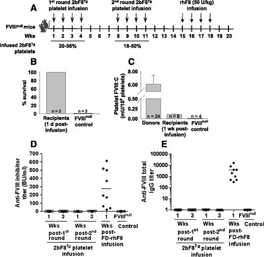 Figure 1. The immunogenicity of platelets that contain FVIII in naïve FVIIInull mice. Platelets isolated from transgenic mice (2bF8Tg), in which FVIII expression was driven by the platelet-specific αIIb promoter, were infused into FVIIInull mice without any preconditioning. The transgenic platelets were transfused to a level between 18% and 56% of total platelets upon infusion. (A) Schematic diagram of platelet transfusion in naïve FVIIInull mice. (B) Tail-clipping test on FVIIInull mice after transfusion of 2bF8Tg platelets. Tail-clipping test was performed 1 day after platelet infusion to assess phenotypic correction of FVIIInull coagulation defect. (C) The levels of platelet-FVIII in transfused recipients. Platelets were collected 1 week after platelet infusion, and functional FVIII activity levels were determined by a chromogenic assay on platelet lysates. (D) The inhibitor titers in recipients after infusion of 2bF8Tg platelets or rhF8. The anti-FVIII inhibitor titers were determined by Bethesda assay. (E) The total anti-FVIII immunoglobulin (Ig) G titers in recipients after infusion of 2bF8Tg platelets or rhF8. The total anti-FVIII IgG titers were determined by ELISA assay. These results demonstrate that transfusion of platelets containing FVIII into naïve FVIIInull mice neither elicits an anti-FVIII immune response nor induces immune suppression. FD, full dose; Wks, weeks.