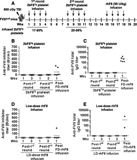 Figure 4. The immune response in FVIIInull mice that were preconditioned with a nonmyeloablative regimen followed by an early phase of platelet-FVIII or low-dose rhF8 transfusion. FVIIInull mice were preconditioned with 660-cGy TBI. Twenty-four hours later, animals were infused with 2bF8Tg platelets or low-dose rhF8 (2 U/kg) weekly for a total of 8 infusions and subsequently challenged with full-dose rhF8 (50 U/kg per week × 4). (A) Schematic diagram of the transfusion in preconditioned FVIIInull mice. The transgenic platelets were transfused to a level between 17% and 85% of total platelets upon infusion in the first round and between 20% and 56% in the second round. (B) The titers of anti-FVIII inhibitors in animals that received 2bF8Tg platelet transfusion. (C) The titers of total anti-FVIII IgG in animals that received 2bF8Tg platelet transfusion. (D) The titers of anti-FVIII inhibitors in animals that received low-dose rhF8 infusion. (E) The titers of total anti-FVIII IgG in animals that received low-dose rhF8 infusion. These results demonstrate that transfusion of 2bF8Tg platelets or low-dose rhF8 together with 660-cGy TBI preconditioning suppresses the anti-FVIII immune response in FVIIInull mice. LD, low dose.