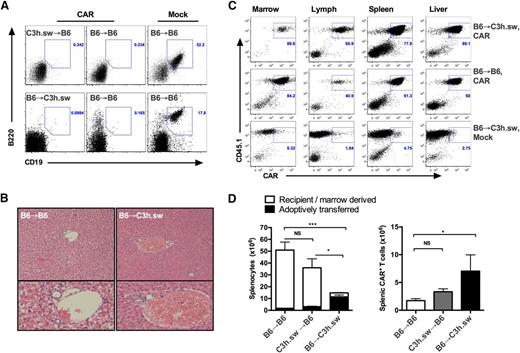 Figure 2. Early mortality results from acute GVHD. (A) Representative flow cytometry plots of CD19 and B220 representing pre–B-ALL on day 16 in peripheral blood (PB) of recipients of experiments described in Figure 1. (B) Hematoxylin and eosin stain of liver from recipients on day 7 post-BMT: allogeneic C3h.sw recipients of B6 BMT + CAR T cells (right) and syngeneic B6 recipients (left). (C-D) BM, liver, lymph nodes, and spleens were harvested in post-BMT recipients, and counted and analyzed for adoptively transferred cells using CD45 isotypes. (C) Representative flow cytometry plots for BM, lymph nodes, spleen, and liver gated on T cells. (D) Enumeration of splenocytes on day 7 post-BMT: total splenocytes, with white boxes indicating recipient or donor marrow-derived cells, and black boxes representing adoptively transferred cells, based on CD45 isoform expression (left). CAR+ T cells in spleens on day +7 (right). *P < .05; ***P < .001. NS, nonsignificant.