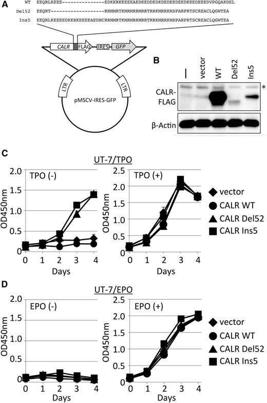 Figure 1. Cytokine-independent cell growth induced by mutant CALR. (A) Retroviral vector constructs for the introduction and expression of CALR genes. These constructs produce C terminus FLAG-tagged WT CALR, mutant CALR type 1 (Del52), or mutant CALR type 2 (Ins5).1 Mutant proteins share distinctive amino acid sequences generated by frameshift mutations at the C terminus end of the protein. IRES, internal ribosomal entry site; LTR, long terminal repeat. (B) Immunoblot analysis of extracts (20 µg) prepared from UT-7/TPO cells (-), UT-7/TPO cells infected with mock vector (vect), or UT-7/TPO cells infected with viruses expressing the indicated CALR proteins. β-Actin was used as a loading control. *Indicates nonspecific bands detected in uninfected cell extracts. Cell proliferation assay in the absence or presence of TPO (C) or EPO (D) for UT-7/TPO (C) or UT-7/EPO (D) cells expressing vect (diamond), CALR WT (circle), CALR Del52 (triangle), and CALR Ins5 (square). Absorbance was measured at 450 nm to detect formazan dye produced by viable cells, and the mean value ± standard deviation (SD) from 3 replicates is depicted.
