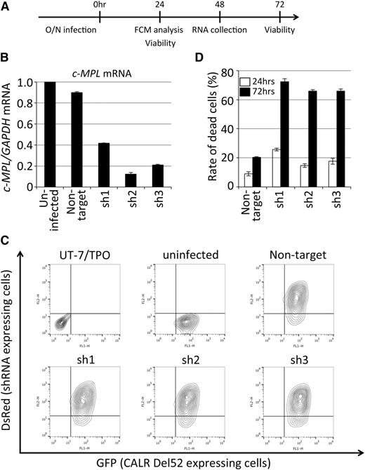 Figure 2. c-MPL is required for the cytokine-independent growth of UT-7/TPO CALR Del52-expressing cells. (A) A schematic representation of the c-MPL knockdown experiment for UT-7/TPO cells expressing CALR Del52. RNA was collected from a separate experiment for fluorescence-activated cell sorting analysis and viability determination. (B) Validation of c-MPL knockdown by quantitative reverse-transcription-PCR. UT-7/TPO CALR Del52-expressing cells (uninfected) and other cells infected with lentivirus expressing the indicated shRNA were analyzed. The relative expression of c-MPL normalized to GAPDH expression in total RNA purified from infected and sorted cells was determined by quantitative reverse-transcription-PCR. The mean value ± SD from 3 replicates are depicted. (C) Determination of infection efficiency by fluorescence-activated cell sorting for the detection of the surrogate marker DsRed. The original UT-7/TPO cells, UT-7/TPO CALR Del52-expressing cells (uninfected), and other cells infected with lentivirus expressing the indicated shRNA were analyzed. CALR Del52-expressing cells were marked by GFP (Figure 1); lentivirus-infected cells were marked by DsRed. (D) The viability of shRNA-expressing cells 24 (open bar) and 72 (solid bar) hours after infection was determined by dye exclusion assay; the percentages of dead cells ± SD from 3 replicates are depicted. FCM, flow cytometry; O/N, overnight.