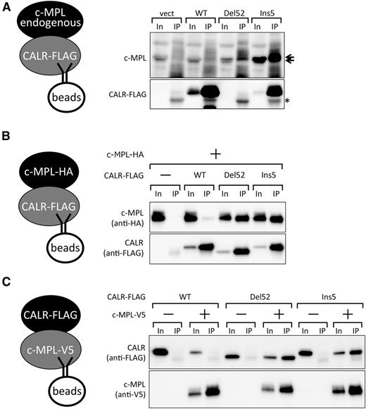 Figure 3. Preferential binding of c-MPL and mutant CALR proteins. (A) Co-IP assay for the detection of endogenous c-MPL and retrovirally expressed FLAG-CALR proteins in UT-7/TPO cells. Note that the FLAG-tagged CALR Del52 band overlaps with the heavy chain from IgG (*) used for immunoprecipitation. The overlapping bands for Del52 and IgG were not significantly more intense than that of IgG alone because of a lower accumulation of Del52, as shown in Figure 1B. Note that c-MPL accumulated at a higher level in CALR Del52- or Ins5-expressing cells compared with CALR WT- or vector control-expressing cells partly, if not all, owing to an increased mRNA level (data not shown). Ten percent input (In) and the IP fraction were run as a pair in panels A-C. c-MPL appears as a doublet in the blot. (B-C) Co-IP assay for the detection of coexpressed c-MPL and CALR proteins in HEK93T cells. FLAG-tagged CALR (B) or V5-tagged c-MPL (C) was used as bait.
