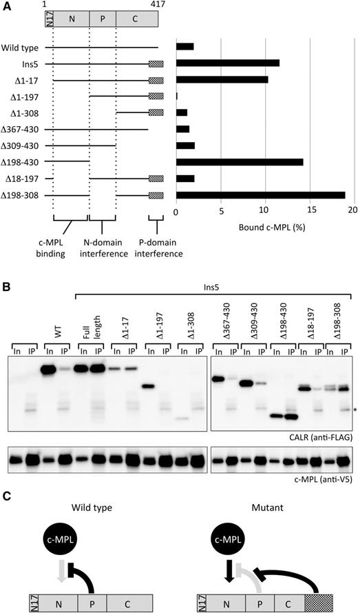 Figure 4. The mutant-specific C terminus extension supports the N-domain of CALR for c-MPL binding. (A) A schematic representation of truncated proteins examined in the assay and quantified results obtained from panel B. (B) Co-IP assay for a series of truncated mutant of FLAG-tagged CALR Ins5 (scheme shown in A) and V5-tagged c-MPL (bait) cotransfected into HEK293T cells. Ten percent In and the IP fraction were run as a pair. *Indicates the band from IgG used for immunoprecipitation. Representative data from multiple experiments are presented. Co-IP assays in these 2 panels were performed simultaneously and the data were obtained concurrently. (C) A hypothetical model for CALR Ins5-specific binding to c-MPL. The mutant-specific C terminus extension blocks the P-domain interference and allows the N-domain to bind to c-MPL.