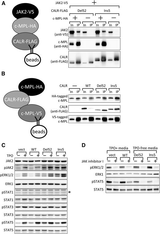Figure 5. Cytokine-independent activation of STAT5 and ERK1/2 by JAK2 in UT-7/TPO CALR Del52- and Ins5-expressing cells. (A) Co-IP assay demonstrating JAK2 recruitment by c-MPL to mutant CALR. FLAG-tagged CALR Del52 or Ins5 were used as bait, and the coprecipitation of V5-tagged JAK2 in the presence or absence of c-MPL was examined. Ten percent In and the IP fraction were run as a pair. Note that the increased levels of proteins in the input when all 3 components were expressed are due to the activation of the CMV promoter in the expression vectors by the activated JAK2 pathway (Y.E., M.A., Y.H., Y.Y., S.M., Y.S., A.O., and N.K., manuscript in preparation). (B) Co-IP assay examining enhancement of c-MPL dimerization by mutant CALR proteins. V5-tagged c-MPL proteins were used as bait, and the coprecipitation of HA-tagged c-MPL was examined in the presence of CALR WT, Del52, or Ins5. (C) Immunoblot analysis of extracts (20 µg) prepared from UT-7/TPO cells infected with mock vector (vect) or UT-7/TPO cells infected with viruses expressing the indicated CALR proteins, which were cultured in the absence or presence of TPO. An arrow indicates the position of the band of the target protein based on the positive control (not shown). (D) Immunoblot analysis of extracts (20 µg) prepared from cells analyzed in (C) treated with DMSO (−) or 3 µM JAK Inhibitor I (+) for 17 hours.