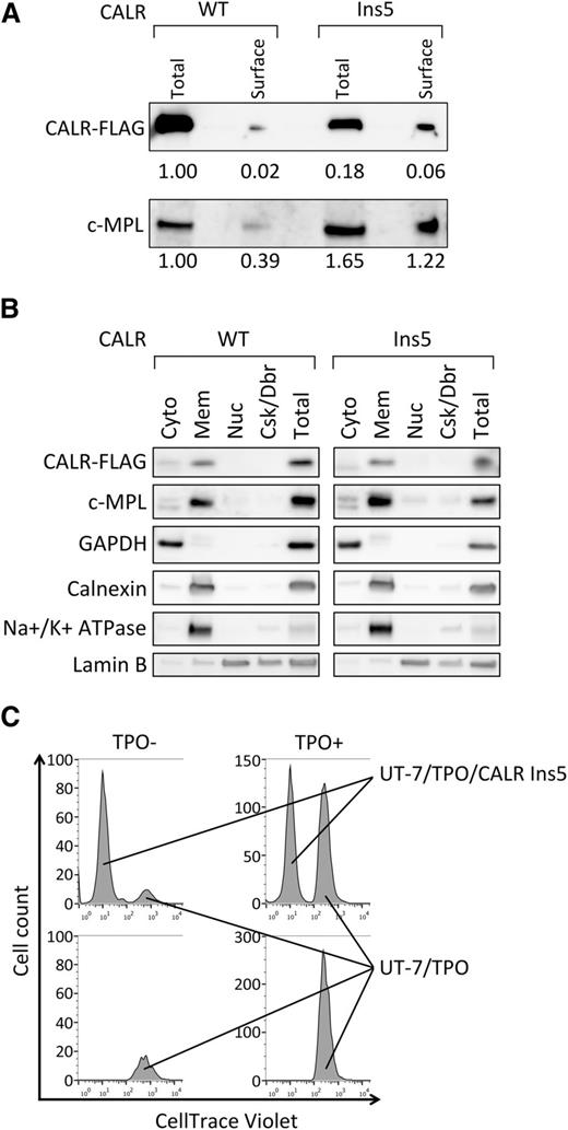 Figure 6. Cell surface localization of mutant CALR with no paracrine activation for UT-7/TPO cell growth. (A) Cell surface proteins were biotinylated, purified, and analyzed by immunoblot for the detection of FLAG-tagged CALR WT and Ins5, and c-MPL. The relative intensity of each band is indicated. Total cell lysate corresponding to 10% of cells used for surface protein isolation were run as “total.” Note that the expression of CALR WT is significantly higher than Ins5, as shown in Figure 1B. Representative data from multiple experiments are presented. (B) Subcellular distribution of CALR WT, Ins5, and c-MPL were analyzed. cyto, cytosol; mem, membranes; nuc, nuclear; Csk/Dbr, cytoskeleton and debris; total, total cell lysate prepared from same number of cells used for fractionation. Note that for the detection of FLAG-tagged CALR WT, samples analyzed were diluted 8-fold because of elevated protein expression (Figure 1B). Markers for each fraction such as GAPDH (cytosol), Calnexin (ER), Na+/K+ ATPase (extracellular membrane), and Lamin B (nuclear) were analyzed. Representative data from multiple experiments are presented. (C) Cell count analysis for tracking dye labeled UT-7/TPO cells. UT-7/TPO cells were cultured with (upper) or without (lower) UT-7/TPO CALR Ins5 in the absence (left) or presence (right). Note that when starting the culture, 2 times more cells were cultured in UT-7/TPO alone (bottom) to equalize the starting cell number to cocultured cells (top).