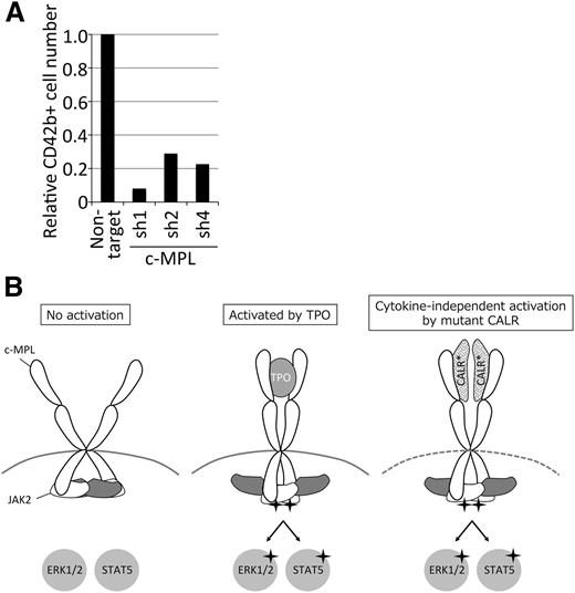 Figure 7. c-MPL is required for megakaryopoiesis in iPS-derived hematopoietic stem cells harboring CALR mutations. (A) Bar graph represents relative CD42b cell number induced from hematopoietic stem cells infected with indicated shRNA and cultured in TPO-free media. Note that c-MPL sh4 exhibits equivalent knock-down capacity to sh1-3 in UT-7/TPO CALR Del52 cells (not shown). (B) A model for JAK2 downstream activation by mutant CALR proteins. Mutant CALR interacts with c-MPL and presumably induces a structural change sufficient for JAK2 activation, leading to the phosphorylation of downstream molecules including ERK1/2 and STAT5. Note that mutant CALR and c-MPL may interact indirectly.