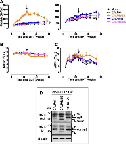 Figure 1. CALR mutants induce an ET-like phenotype in vivo in mice. Primary CALRdel52 (n = 22), CALRins5 (n = 20), CALRdelex9 (n = 10), CALRwt (n = 22), and Mock (n = 10) recipient mice were analyzed every 3 weeks after bone marrow transplantation (BMT), over a 1-year period. Graphs show (A) platelets with a smaller scale on the right, (B) RBC and (C) WBC counts as mean ± SEM. Bonferroni multiple comparison test: *P < .05, **P < .001, ***P < .0001. Arrows indicate 6 months posttransplantation. (D) Spleen GFP+ Lin− cells were examined by western blot for CALR protein levels using an antibody specifically directed against the novel C-terminal tail of the mutants (CALRmut). An antibody directed against the whole CALR protein (CALRtot) was also used. β-actin serves as a loading control. Blots show representative results. ns, a nonspecific band; SEM, standard error of the mean.