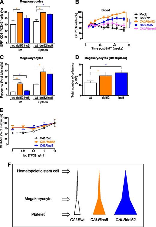 Figure 4. Amplification of the megakaryocytic lineage in CALRdel52 and CALRins5 mice. (A) Percentage of GFP+ MKs (CD41+CD42+ cells) in BM and spleen in 10 months post-BMT mice (n = 3). (B) Evolution of the percentage of GFP+ platelets in blood (n = 20-22). Bonferroni multiple comparison test: **P < .001, ***P < .0001. (C) Frequency of BM and spleen MKs in CALRwt-, CALRdel52-, and CALRins5-transduced 10-month-old mice (n = 3). (D) Cumulative numbers in BM plus spleen of MKs from CALRwt-, CALRdel52-, and CALRins5-transduced 10-month-old mice (n = 3). (E) Percentages of BM megakaryocytic progenitor (CFU-MKs) colonies growing in the presence of SCF, IL-6, and increasing concentrations of TPO. Values were pooled for 3, 6, and 10 months post-BMT mice (n = 13-15). Results are means ± SEM. Student t test: *P < .05, **P < .001, ***P < .0001. (F) Schematic representation of the difference in clonal amplification between CALRdel52- and CALRins5-transduced mice. Both CALRdel52 and CALRins5 mutations lead to a specific amplification of MKs and platelets in transduced mice. CALRdel52 induces an earlier amplification of hematopoietic cells (HSC compartment) than the CALRins5 mutation (CFU-MK level) leading to an overall greater production of platelets than the CALRins5 mutation.