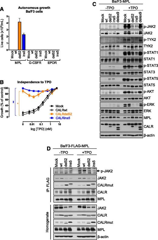 Figure 5. CALR mutants induce a specific activation of MPL. (A) Ba/F3 cells transduced to express Mock or CALRwt or mutants and MPL, EPOR, or G-CSFR were cultured for 10 days in the absence of any cytokine and their number was measured by a cell counter (Beckman Coulter). (B) Proliferation was assessed 72 hours after culturing Ba/F3-MPL cells expressing Mock, CALRwt, or the CALR mutants in the absence or in the presence of increasing doses of TPO (0.005, 0.015, 0.05, 0.15, 0.5, 1.5, and 5 ng/mL) by WST-1 proliferation assay. Dose-response curves are means (in percentage of viability of the maximum growth value) ± SEM (n = 3 in triplicate). Bonferroni multiple comparison test: *P < .05, **P < .001. (C) Ba/F3-MPL cells expressing different CALR constructs was examined by western blotting for the presence and phosphorylation status of various signaling molecules. Cells were serum- and cytokine-starved for 5 hours prior to 10 minutes stimulation with 10 ng/mL TPO. Expression of β-actin was used as loading control. (D) Immunoprecipitation (IP) using anti-FLAG antibody from lysates of Ba/F3 cells expressing a FLAG-tagged MPL and transduced with respective CALR constructs followed with western blotting.