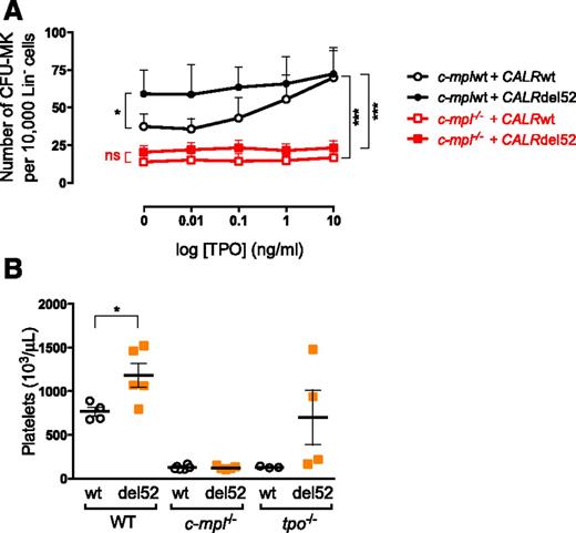 Figure 6. Mpl is required in CALR mutant-induced spontaneous growth of megakaryocytic progenitor and thrombocytosis in mice. (A) Lin− cells were purified from C57BL/6 (n = 3) and c-mpl−/− mice (n = 3) and transduced with retrovirus expressing CALRwt or CALRdel52. GFP+ Lin− cells were sorted 2 days later and plated in a fibrin clot assay in presence of SCF, IL-6, and increasing doses of TPO. Curves are means of CFU-MK frequency ± SEM. Bonferroni multiple comparison test: *P < .05, **P < .001, ***P < .0001. (B) Lin− cells purified from C57BL/6 and c-mpl−/− mice were transduced to express CALRwt and CALRdel52 and engrafted in wild-type (n = 4-5), c-mpl−/− (n = 5-6), and tpo−/− (n = 3-4) mice. Platelet counts were determined 7 weeks after engraftment. Results show individuals and the means ± SEM. Student t test: *P < .05. ns, nonsignificant.