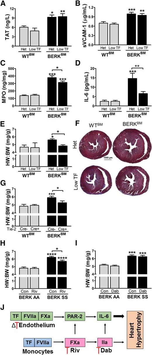 Figure 1. Eight-week-old heterozygous (mTF+/−, hTF+) and low TF (mTF−/−, hTF+) female mice were lethally irradiated and transplanted with BM from WT (n = 6-8) and BERK (n = 12) mice. Blood and tissues were collected 4 months after transplantation and assessed for plasma levels of (A) TAT, (B) sVCAM-1, and (C) MPO levels in lung and (D) plasma levels of IL-6. (E) The HW:BW and (F) representative images of hearts from control Het or low TF mice transplanted with BM from either WT (WTBM) or BERK mice (BERKBM). (G) In a separate study, 8-week-old mice (both males and females) with EC-specific deletion of TF (TFflox/flox, Tie 2 Cre+) or controls (TFflox/flox, Tie 2 Cre−) were irradiated and transplanted with WTBM (n = 10-12) or BERKBM (n = 12-13) and HW:BW was determined 4 months later. HW:BW was also assessed in 4-month-old BERK AA (n = 9-10) and BERK SS (n = 10-12) mice (both males and females) that were fed for 10 days with chow containing (H) rivaroxaban (0.2 mg/g chow) or (I) dabigatran (10 mg/g chow), as previously described.2 Data are presented as mean ± standard error of the mean. Asterisks above bars indicate significance vs WTBM or BERK AA within the same genotype or treatment group, respectively. Data were analyzed by 2-way analysis of variance followed by Bonferroni post-hoc analysis: *P < .05, **P < .01, ***P < .001. (J) Proposed model of cell type–specific contribution of TF to vascular inflammation and heart hypertrophy via both thrombin-dependent and thrombin-independent mechanisms. Dab, dabigatran; Δ, deletion; Riv, rivaroxaban.
