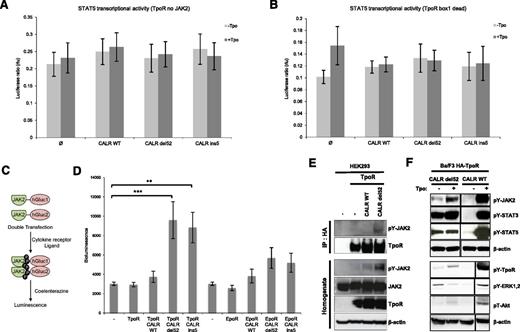 Figure 2. Constitutive signaling of TpoR induced by CALR mutants is JAK2-dependent. JAK2 requirement for STAT5 transcriptional activation was tested by luciferase assay in JAK2-deficient cell, γ2A, transfected with CALR wild-type or mutants, STAT5, and TpoR. (A) CALR mutants were unable to induce STAT5 activation downstream of TpoR in the absence of JAK2. (B) This observation was confirmed by luciferase assay with the TpoR box 1 dead mutant deficient in JAK2 binding. (C) Schematic representation of Gaussia princeps luciferase complementation assay used to test JAK2 dimerization in HEK293-derived BOSC cells. (D) Close proximity between the C-terminal kinase domains of JAK2 activation is induced by CALR del52 and ins5 only in the presence of TpoR. Values shown represent the average of 3 pooled independent experiments, each performed with 3 biological replicates ± standard error of the mean (SEM). Statistical analysis (jmp pro11) was performed by the nonparametric multiple comparisons Steel test with a control group; *P < .05, **P < .01, ***P < .001. (E) Immunoprecipitation using anti-HA antibody from lysates of HEK293 cells transiently transfected with respective CALR (wild-type or del52) and HA-TpoR constructs, followed by western blotting with the indicated antibodies. Phosphorylated form of JAK2 interacted with TpoR only in the presence of CALR del52 but not wild-type. (F) JAK2 (Y1007/1008), STAT3 (Y705), STAT5 (Y694), TpoR (Y626), ERK1/2, (T202/Y204) and Akt (T308) activation by CALR del52 in Ba/F3 cells in the absence of Tpo. The condition +Tpo for CALR wild-type probed with pY-TpoR, pY-ERK1/2, pT-AKT, and β-actin was run in the same gel, but before CALR del52 minus Tpo. It had been displaced for symmetry.