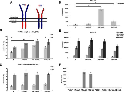 Figure 3. The extracellular domain of TpoR, but not of EpoR, is indispensable for CALR mutants activity. (A) Schematic representation of engineered chimeric receptors. On the left, chimeric receptor TTE is composed of the extracellular and transmembrane domains of TpoR (in blue) fused to the cytosolic domain of EpoR (in red). On the right, chimeric receptor ETT is composed by the extracellular domain of EpoR (in red) fused to the transmembrane and cytosolic domains of TpoR (in blue). STAT5 transcriptional activity was measured by luciferase assay in γ2A cells transiently transfected with JAK2 and CALR wild-type or mutants in the presence of the chimeric receptor TTE (B) or ETT (C). Only the chimeric receptor presenting the extracellular domain of TpoR (TTE) is able to support constitutive activity induced by CALR mutants. Ba/F3 cells stably transduced with CALR constructs together with TTE (D) or ETT (E) were cultured for 3 days without cytokine to measure short-term autonomous growth using CellTiter-Glo technology. ETT cells were also tested for response to Epo, as positive control. (F) Long-term proliferation (day 10) of Ba/F3 expressing the indicated chimeric receptors and CALR variants. Values shown represent the average of 3 pooled independent experiments, each performed with 3 biological replicates ± SEM. Statistical analysis (jmp pro11) was performed by the nonparametric multiple comparisons Steel test with a control group; *P < .05, **P < .01, ***P < .001.
