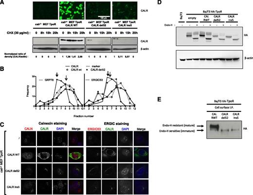Figure 6. CALR mutants modify TpoR stability, maturation, and trafficking. (A) The expression of CALR in calr−/− MEFs transduced with retroviral constructs expressing TpoR and CALR wild-type or mutants was assessed by immunofluorescence (top panel) and by western blotting after cycloheximide (30 μg/mL) treatment (bottom panel). (B) Maturation state of TpoR in Ba/F3-TpoR cells in the presence of CALR wild-type or mutants was assessed by western blotting upon endoglycosidase H treatment or not. (B) Subcellular fractionation of CALR wild-type and mutant del52 proteins in calr−/− MEF TpoR cells. The distribution patterns of CALR and GRP78 were shown in the diagram and the blots. (C) Confocal immunofluorescence microscopy was performed in previously described calr−/− MEF cell lines and stained with anti-CALN (Calnexin), anti-CALR, and 4,6 diamidino-2-phenylindole. (D) Maturation state of TpoR in Ba/F3-TpoR cells in the presence of wild-type or mutant CALR was assessed by western blotting upon endoglycosidase H treatment or not. (E) Western blot analysis of immunoprecipitated N-terminal HA-tagged TpoR present on cell surface, in Ba/F3-TpoR cells expressing wild-type or mutant CALR. All data are normalized, C being the amount per volume of subfraction, and Ci the corresponding value in the pooled subfractions.