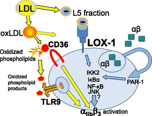 Prothrombotic and proatherogenic LDL fractions and their products operate via platelet pattern recognition receptors, including LOX-1, leading to αIIbβ3 activation and platelet aggregation. JNK, c-Jun N-terminal kinase; oxLDL, oxidized LDL; PAR-1, protease-activated receptor 1; TLR9, Toll-like receptor 9.