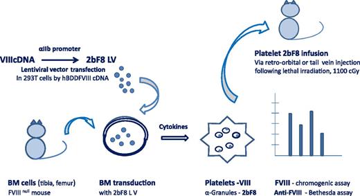 Platelet-derived FVIII. The 2bF8 lentiviral vector (LV) was constructed by transfection of lentivirus in 293T cells by plasmids containing hBDD-FVIII complementary DNA (cDNA). HSCs collected from the bone marrow of tibia and femurs of FVIIInull mice were transduced with 2bF8 LV. Platelets were isolated from HSCs in the presence of cytokines, and 2bF8 LV was detected in platelet α-granules. Following conditioning by a lethal dose of 1100 cGy total body irradiation, 6- to 8-week FVIIInull mice received 2bF8-transduced platelets by retro-orbital or tail-vein injection. Platelet FVIII expression was measured by chromogenic assay and anti-FVIII by Bethesda assay. FVIII function was assessed by survival after tail clip.7-9 BM, bone marrow.