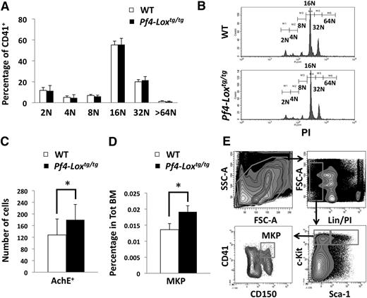 Figure 2. Expression of LOX transgene induces MKP expansion. (A) Flow cytometric analysis of megakaryocyte ploidy in Pf4-Loxtg/tg mice compared with matching WT mice. Average ± SD of percentage of cells in each ploidy level is shown (n = 6). (B) Representative flow cytometric analysis of megakaryocyte ploidy. Histograms represent gated CD41+PI+ regions, with CD41 staining megakaryocytes and propidium iodide (PI) staining DNA. (C) Average ± SD of number of acetylcholinesterase-positive (AchE+) cells per 2 × 105 cytospun bone marrow cells in Pf4-Loxtg/tg mice (n = 6) compared with WT mice (n = 8). *P < .01. (D) Average ± SD (n = 6, 6-week-old mice) of percentage of MKPs (Lin−c-Kit+Sca-1−CD150+CD41+) in WT and Pf4-Loxtg/tg mice. (E) Gating strategy for analysis of MKPs. FSC, forward scatter; MKP, megakaryocyte progenitor; SD, standard deviation; SSC, side scatter; Tot BM, total bone marrow.