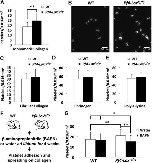 Figure 4. Platelets from Pf4-Loxtg/tg mice have enhanced adhesion and spreading to monomeric collagen. (A) Platelet adhesion and spreading assay of WT and Pf4-Loxtg/tg platelets (15-week-old male mice, n = 4 per group) to monomeric collagen. **P < .001. (B) Representative image of platelet adhesion and spreading assay on monomeric collagen. (C-E) Platelet adhesion and spreading assay of WT and Pf4-Loxtg/tg platelets (15-week-old male mice, n = 4 per group) to fibrillar collagen (C), fibrinogen (D), and poly-l-lysine (E). Data in panels A,C-E are representative results of 3 independent experiments. Similar results were observed in female mice. Data represent the average ± SD of platelet counts of 25 fields per animal, except for poly-l-lysine, in which 5 fields were counted. (F) WT and Pf4-Loxtg/tg mice were pretreated with the LOX inhibitor BAPN or water before platelet adhesion and spreading assay on monomeric collagen (n = 4 for WT and Pf4-Loxtg/tg water-treated groups, n = 5 for the BAPN-treated Pf4-Loxtg/tg group, and n = 6 for the BAPN-treated WT group; all mice were 14- to 15-week-old females at the start of BAPN treatment). (G) Data represent the average ± SD of platelet counts of 25 fields per animal. *P < .05, **P < .001. No statistically significant difference was observed in WT animals treated with water or BAPN, whereas BAPN treatment reduced the upregulated platelet adhesion observed in LOX-expressing platelets compared with WT (P < .001).