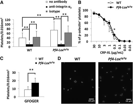 Figure 6. Enhanced activation by collagen in Pf4-Loxtg/tg platelets is mediated by integrin α2β1. (A) Platelet adhesion and spreading assay of WT and Pf4-Loxtg/tg platelets preincubated with antibodies against integrin α2 or isotype control (10 μg/mL). Results are the average ± SD of 3 independent experiments, with 1 mouse per group in each experiment. No statistically significant difference was detected between “no antibody” and “isotype” samples in either the WT or the Pf4-Loxtg/tg group. (B) Flow cytometric analysis of P-selectin (CD62p) expression after stimulation with CRP-XL in platelets from WT (n = 4) and Pf4-Loxtg/tg (n = 4) mice. Data are represented as average ± SD. (C) Platelet adhesion and spreading assay on GFOGER (50 μg/mL); the average ± SD of the number of adhered and spread platelets is shown. (D) Representative image of platelet adhesion and spreading assay on GFOGER. *P < .05, **P < .001.