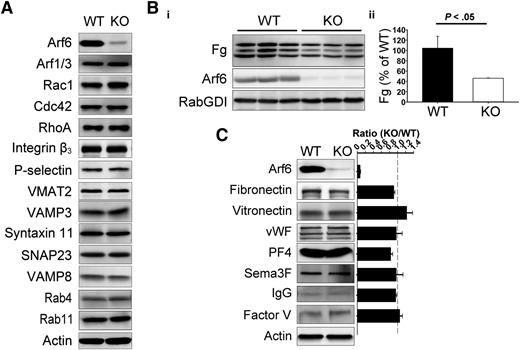 Figure 1. Arf6 KO platelets are defective in Fg storage but not in other cargo. (A) Comparison of proteins levels by western blotting between wild-type (WT) and KO platelets. Washed platelet extracts (1 × 107/lane) were loaded, and the indicated proteins were probed for by western blotting using the corresponding antibodies. β-Actin was used as a loading control. The data are representative of at least 3 independent experiments. (B) Comparison of endogenous Fg levels between WT and KO platelets. (i) Washed platelet extracts (1 × 107/lane) were loaded, and the indicated proteins were probed for by western blotting using corresponding antibodies. Each lane represents platelets from a single mouse. RabGDI was used as a loading control. (ii) Quantification of Fg levels in panel Bi was performed using ImageQuantTL and analyzed by SigmaPlot 12.0. (C) Comparison of granule cargo levels between WT and KO platelets. Washed platelet extracts (1 × 107/lane) were loaded, and the indicated proteins were probed for by western blotting using corresponding antibodies. β-Actin was used as a loading control. Quantification was performed using ImageQuantTL, and ratio of KO to WT was calculated. The dash line represents ratio of 1 (KO/WT). The data are representative of at least 2 independent experiments.